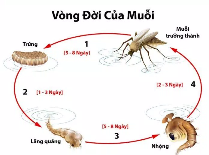 Vòng đời của muỗi vằn (Nguồn: Internet)