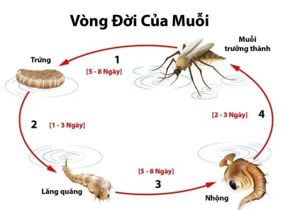 Vòng đời của muỗi vằn (Nguồn: Internet) Vòng đời của muỗi vằn (Nguồn: Internet)