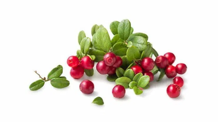 bearberry