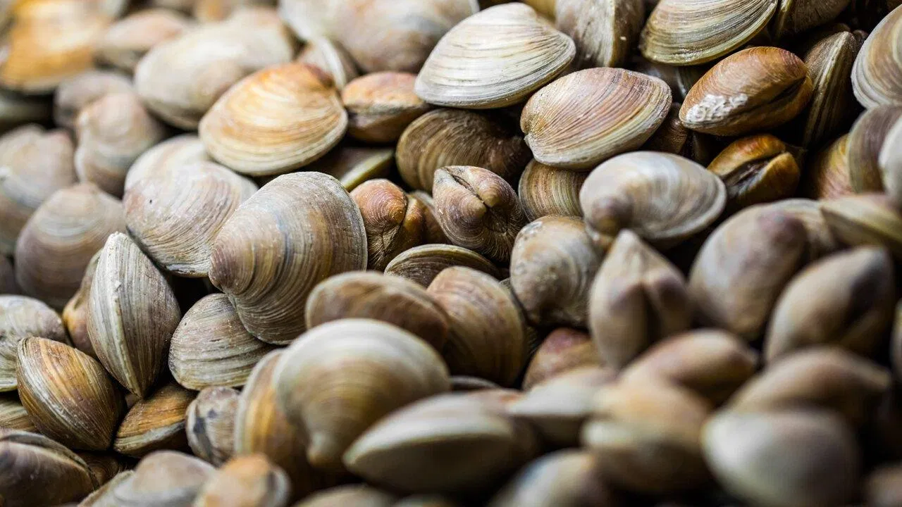 giá trị dinh dưỡng của nghêu. Nguồn: Internet