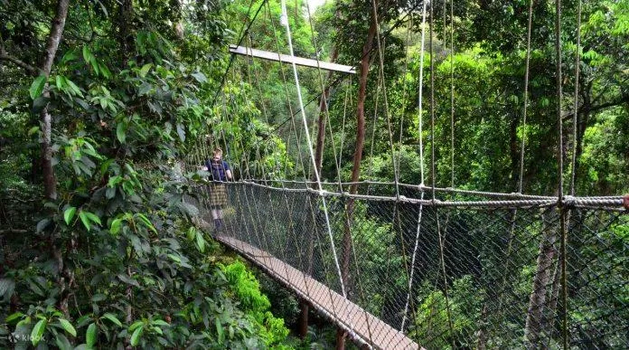 Công viên quốc gia Taman Negara - Nguồn: Internet