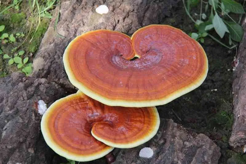 (Ảnh: Internet) (Ảnh: Internet)