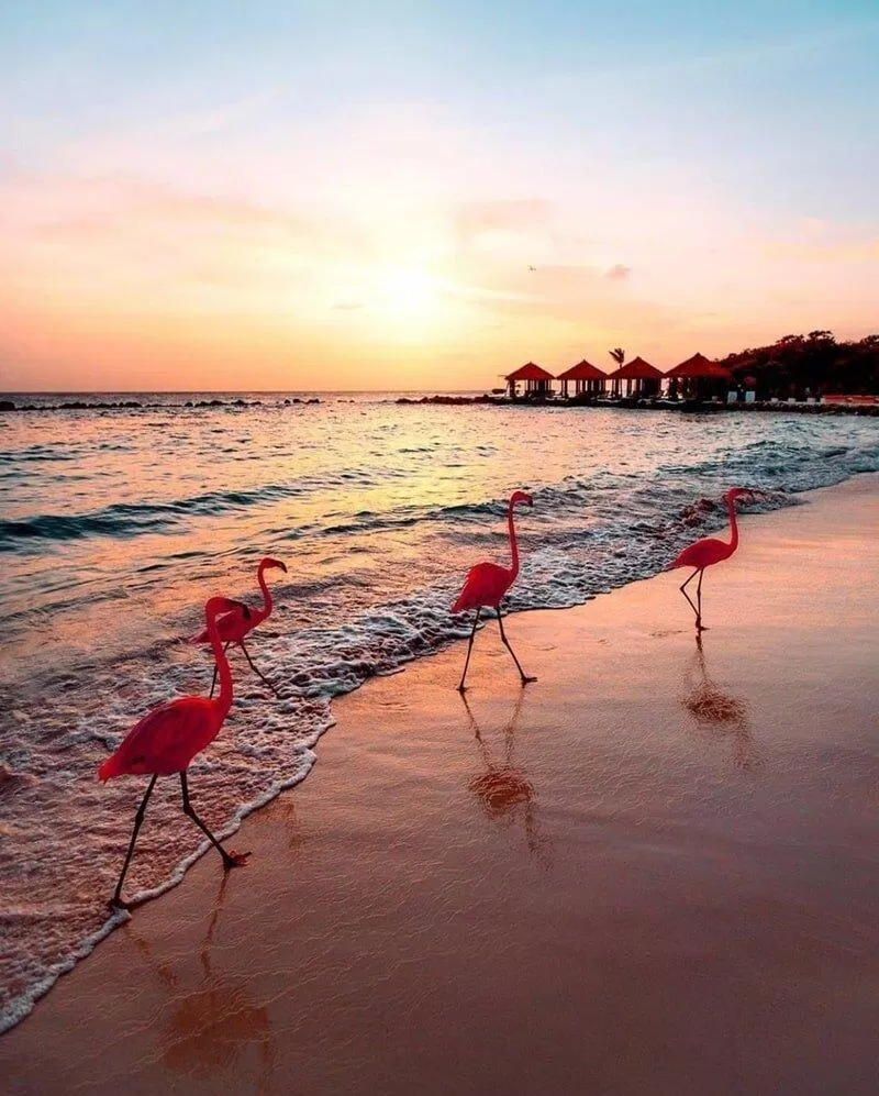 Aruba - Nguồn: Internet Aruba - Nguồn: Internet