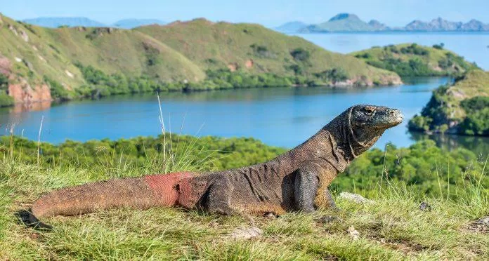 Komodo, Indonesia - Nguồn: Internet Komodo, Indonesia - Nguồn: Internet