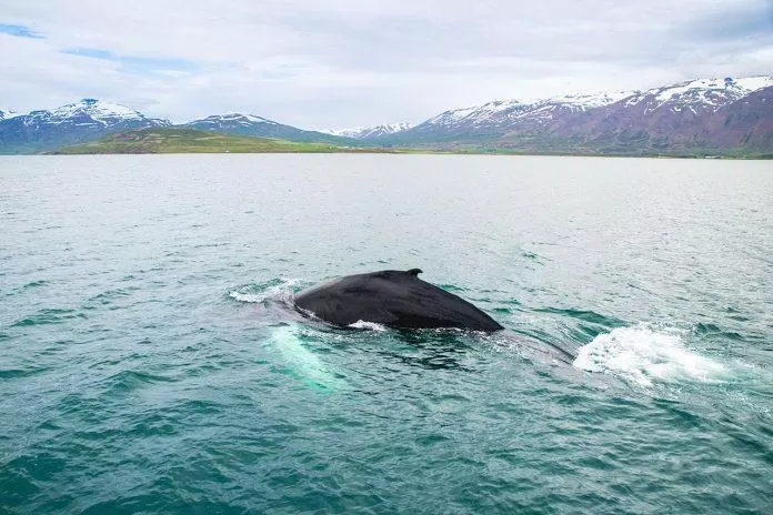 Ngắm cá voi ở vịnh Faxaflói (Ảnh: Internet).