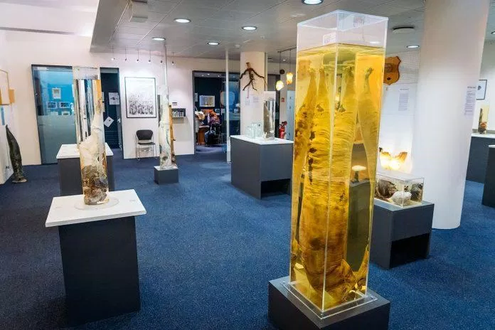 Bảo tàng dương vật Iceland (Ảnh: Internet).