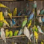 Lý do không nên nuôi vẹt trong nhà? (Nguồn: Internet).