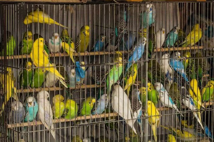 Những con vẹt đang phải chịu sự tra tấn khủng khiếp (Nguồn: Internet).