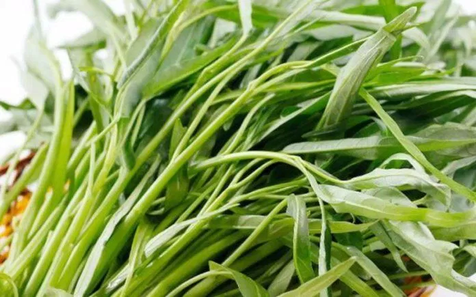Loại rau củ tốt cho người bị gan nhiễm mỡ là rau muống (Ảnh: Internet) Loại rau củ tốt cho người bị gan nhiễm mỡ là rau muống (Ảnh: Internet)