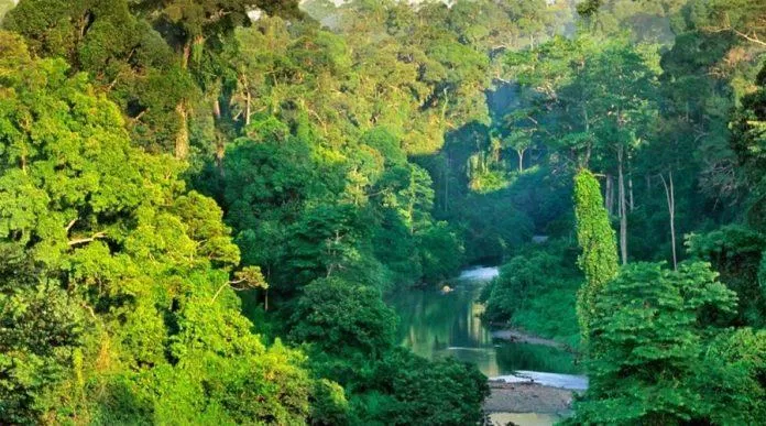 Rừng nhiệt đới Borneo - Nguồn: Internet