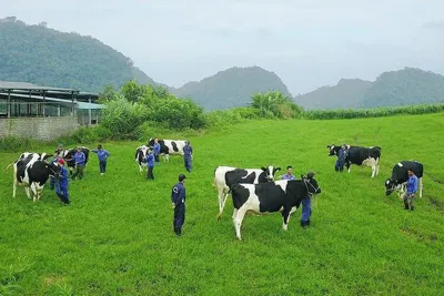 Sữa Bò Mộc Châu (Nguồn: Internet)