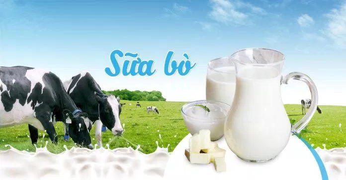 Sữa Bò Mộc Châu (Nguồn: Internet)