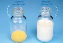 Sữa non và sữa vĩnh viễn là gì? (Nguồn: Internet)