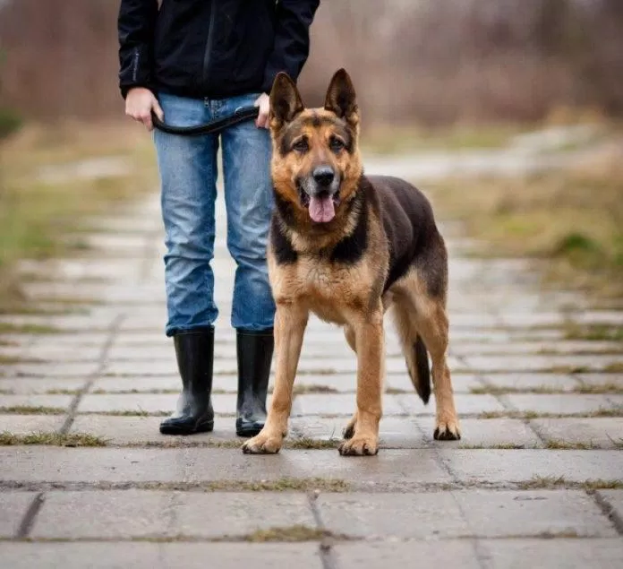 Một chú chó được huấn luyện có thể phân biệt được tới 1 triệu mùi. Nguồn: Internet