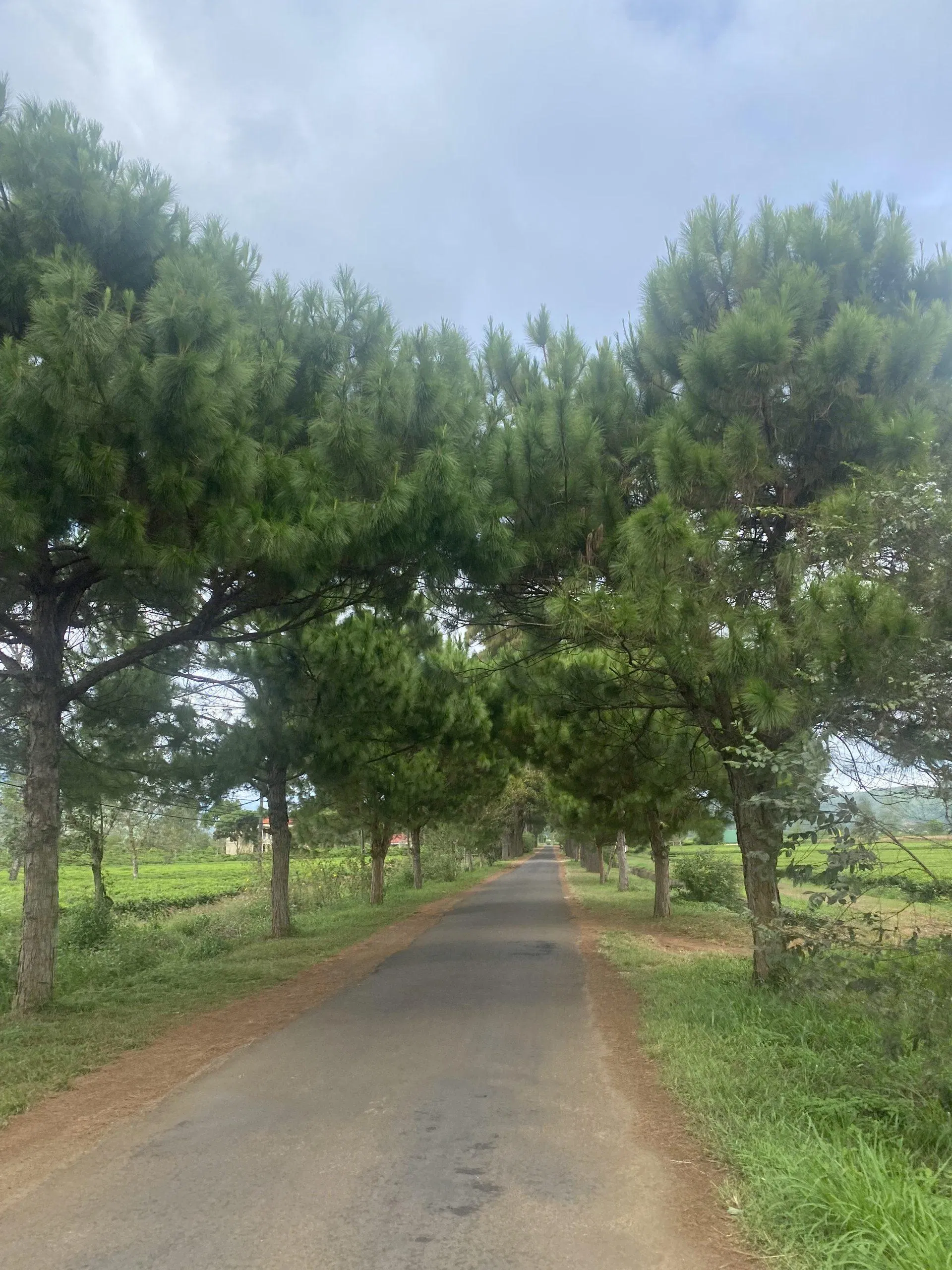 Hàng thông trăm tuổi. (Ảnh: Kim Cúc)