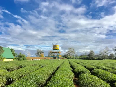 Vẻ đẹp cu