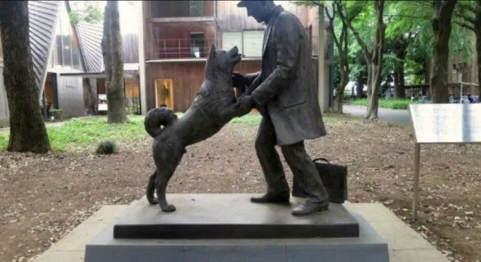 Bức tượng về Hachiko ở Nhật Bản. Nguồn: Internet Bức tượng về Hachiko ở Nhật Bản. Nguồn: Internet