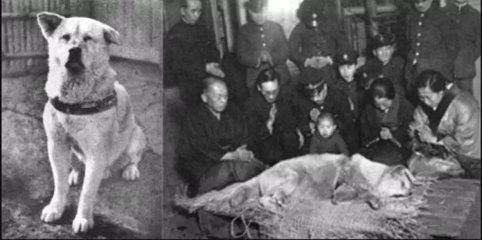 Hình ảnh của chú chó Hachiko. Nguồn: Internet Hình ảnh của chú chó Hachiko. Nguồn: Internet