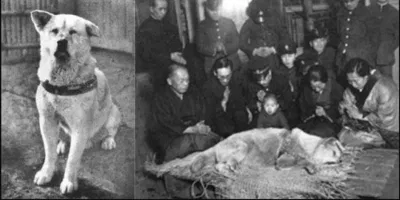 Hình ảnh của chú chó Hachiko. Nguồn: Internet Hình ảnh của chú chó Hachiko. Nguồn: Internet