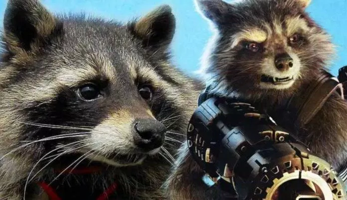 Câu chuyện sắp tới trong GOTG 3 sẽ tiết lộ quá khứ và hành trình mà Rocket đã đi qua. (Ảnh: Internet)