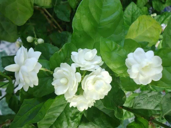 Tặng hoa người yêu cung Cự Giải