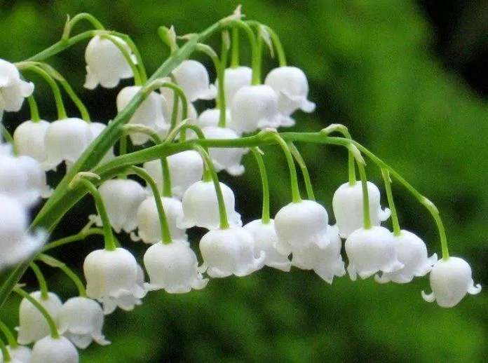 Tặng hoa người yêu cung Song Tử