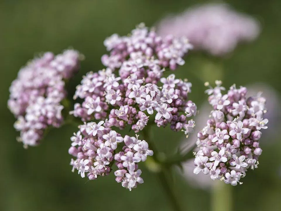 Valerian (cây nữ lang) là một loại thuốc thảo dược được làm từ rễ của cây (Ảnh: Internet)