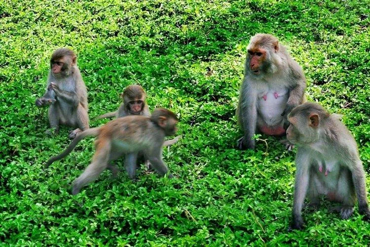 Đảo Khỉ - Địa điểm du lịch yêu thích của nhiều du khách (Ảnh: Internet) Đảo Khỉ - Địa điểm du lịch yêu thích của nhiều du khách (Ảnh: Internet)
