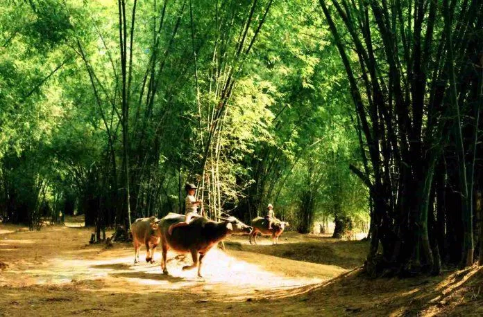 Những hình ảnh thân quen ở làng cổ Phong Nam (Ảnh: Internet) Những hình ảnh thân quen ở làng cổ Phong Nam (Ảnh: Internet)
