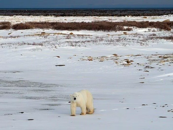 Gấu bắc cực Churchill, Manitoba (Ảnh: Internet)