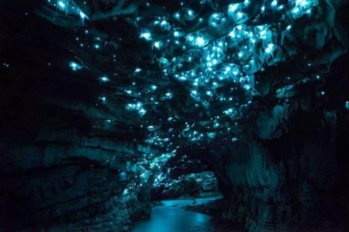 Hang đom đóm Waitomo, New Zealand - Nguồn: Internet Hang đom đóm Waitomo, New Zealand - Nguồn: Internet