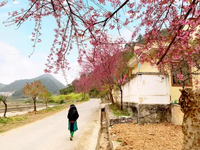 Một góc Mai Anh Đào chiều xuân (Ảnh: Nguyễn Tiệp) Một góc Mai Anh Đào chiều xuân (Ảnh: Nguyễn Tiệp)
