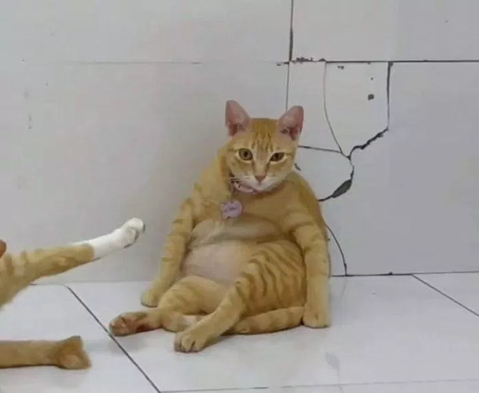 Tướng ngồi viral của Mỹ Diệu (Ảnh: Vitamin Mèo)