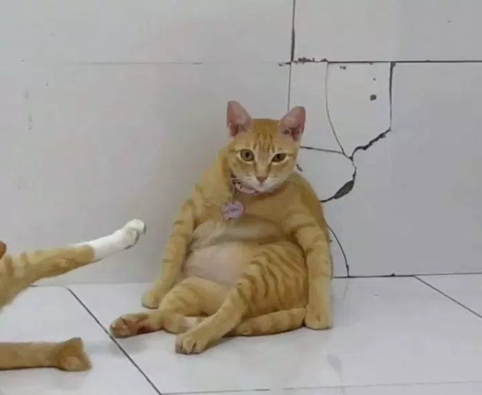Mỹ Diệu là ai? Danh tính của nàng mèo được cộng đồng mạng gọi là hệ tư ...