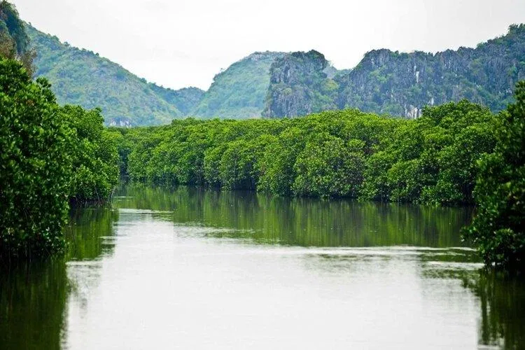 Một sáng sớm ở rừng ngập mặn (Ảnh: Internet) Một sáng sớm ở rừng ngập mặn (Ảnh: Internet)