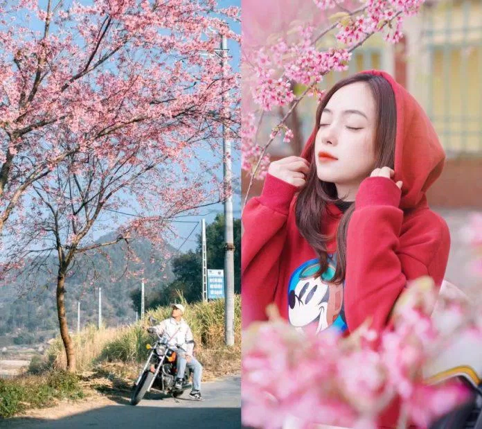 Sắc hồng bao trùm trên mọi nẻo đường (Ảnh: Blog Của Rọt, Mạnh Lương Phan)