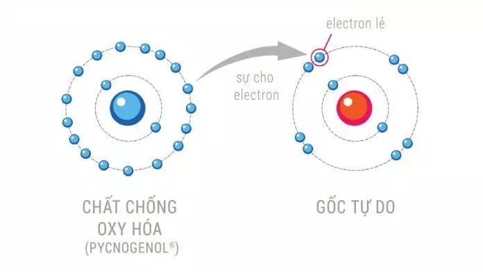 Sô cô la đen là nguồn chất chống oxy hóa mạnh mẽ (Ảnh: Internet) Sô cô la đen là nguồn chất chống oxy hóa mạnh mẽ (Ảnh: Internet)