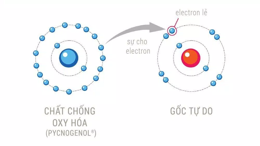 Sô cô la đen là nguồn chất chống oxy hóa mạnh mẽ (Ảnh: Internet)