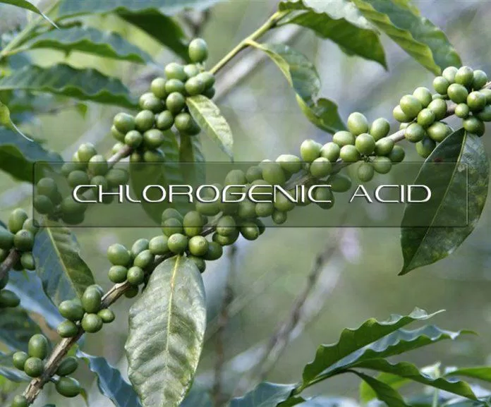 Axit chlorogenic có trong hạt cà phê có thể hạ huyết áp (Ảnh: Internet)