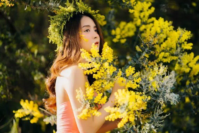 Mùa hoa mimosa Đà Lạt
