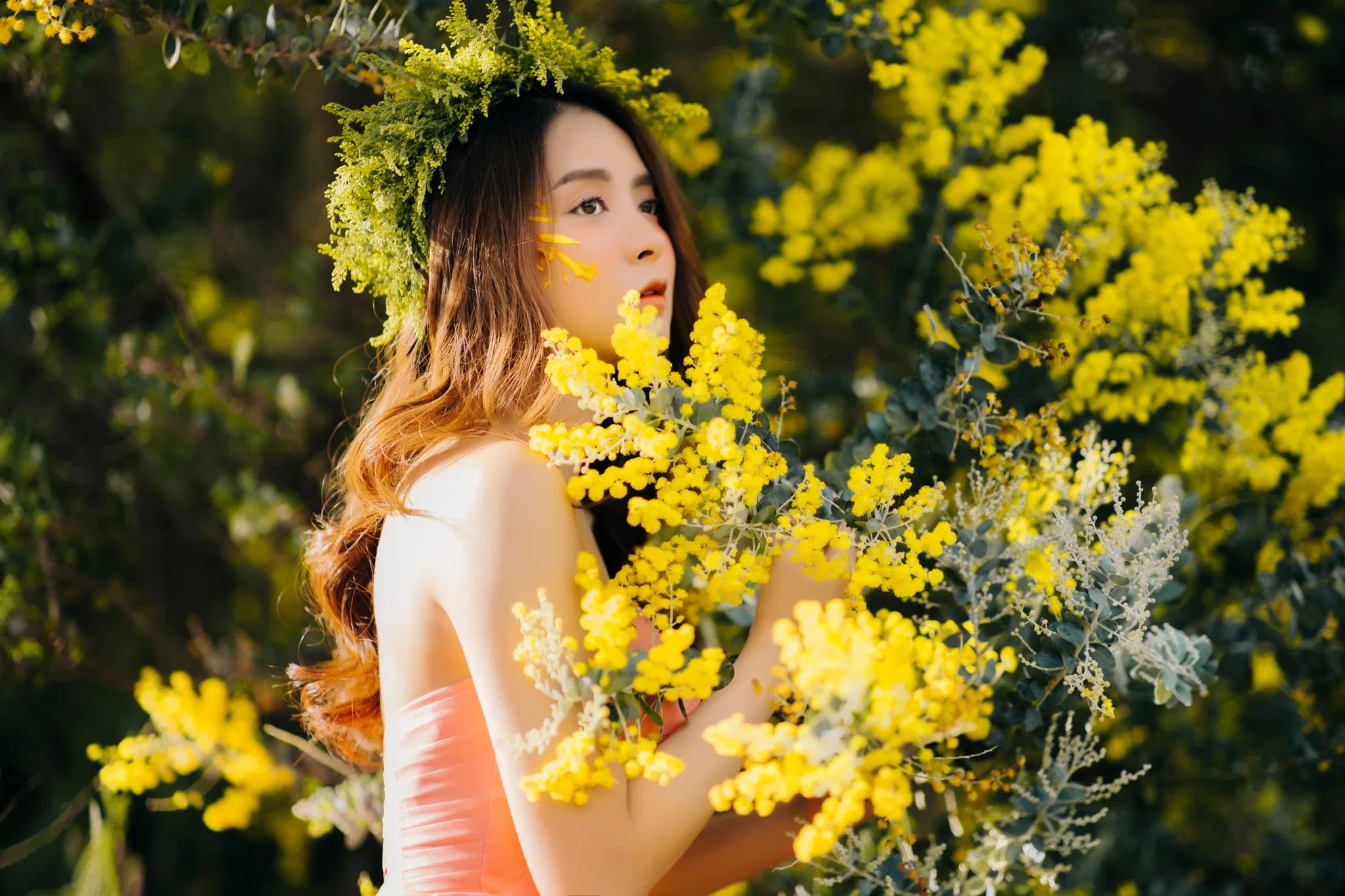 Mùa hoa mimosa Đà Lạt