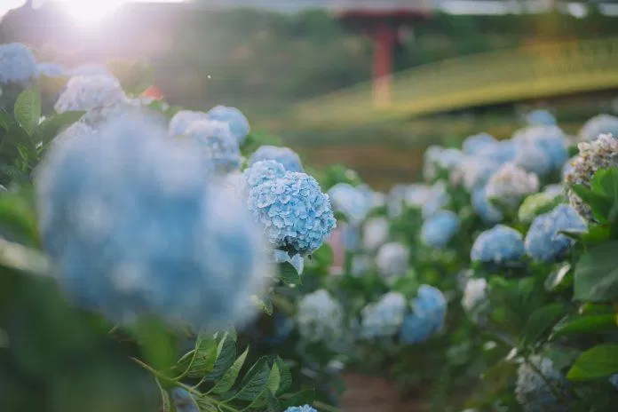 Mùa hoa cẩm tú cầu Đà Lạt