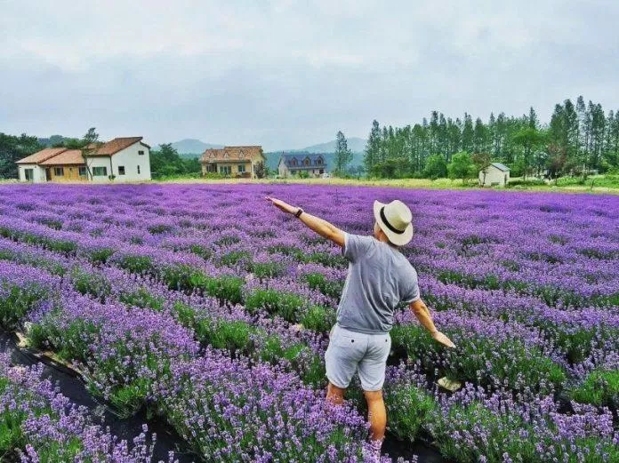 Mùa hoa oải hương Đà Lạt