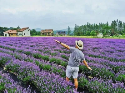 Mùa hoa oải hương Đà Lạt