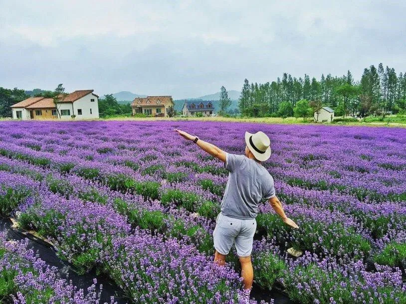 Mùa hoa oải hương Đà Lạt
