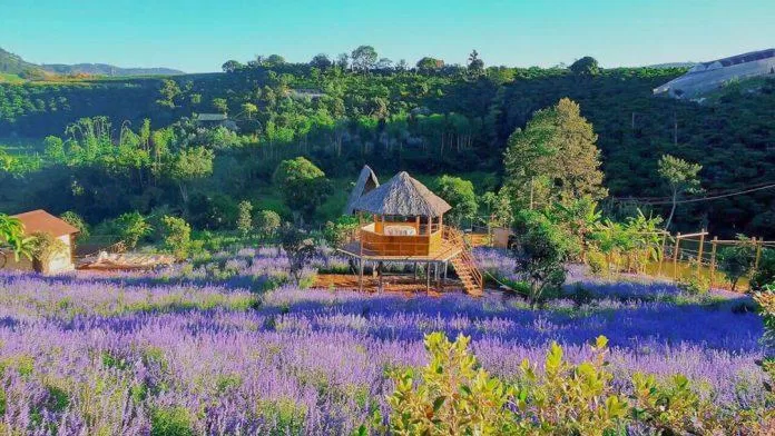 Mùa hoa oải hương Đà Lạt