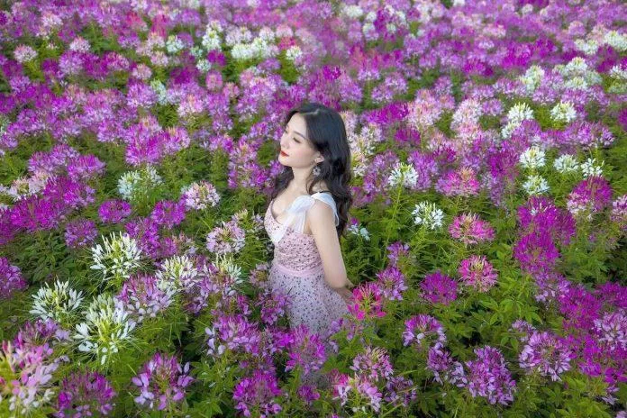 Mùa hoa túy điệp Đà Lạt