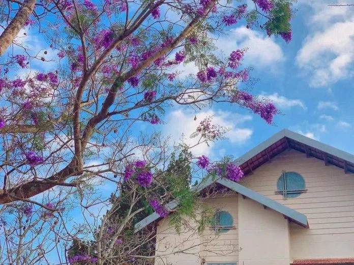 Mùa hoa phượng tím Đà Lạt