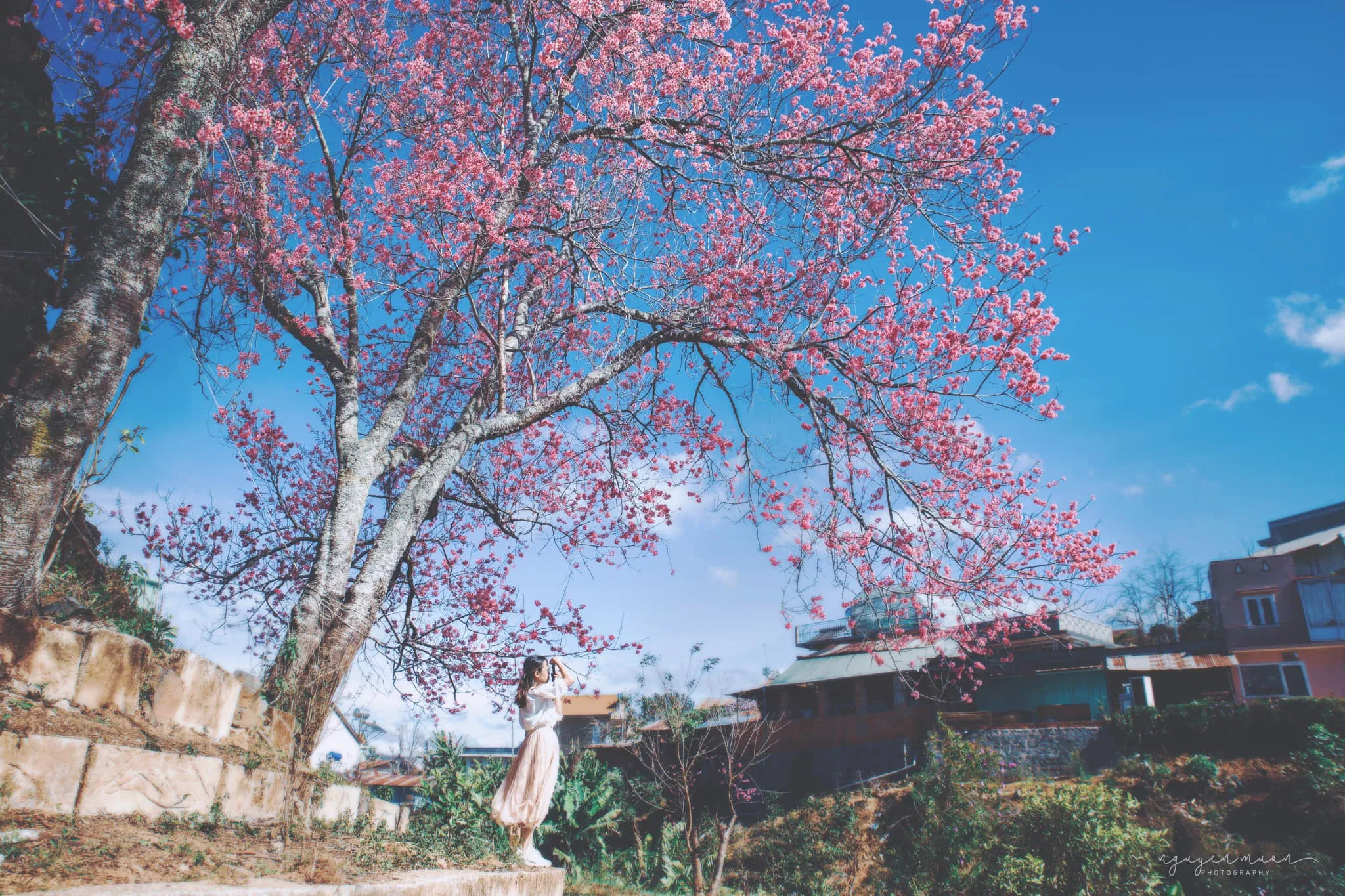 Mùa hoa anh đào Đà Lạt