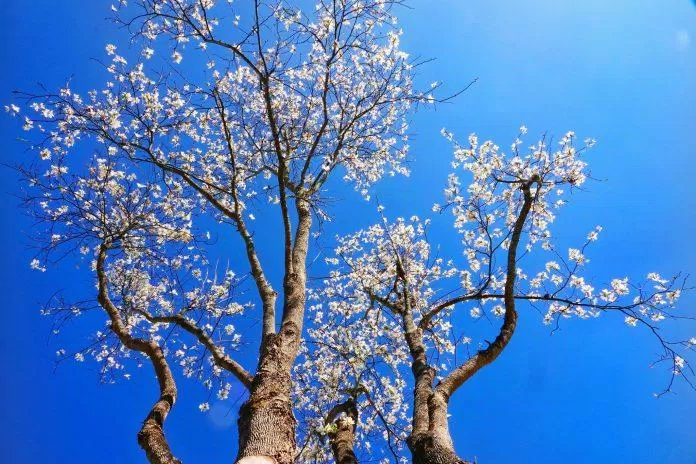 Mùa hoa ban Đà Lạt